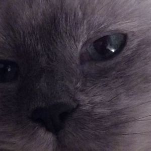 Meet your Posher, Nettie